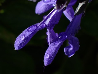 P5140668a.jpg